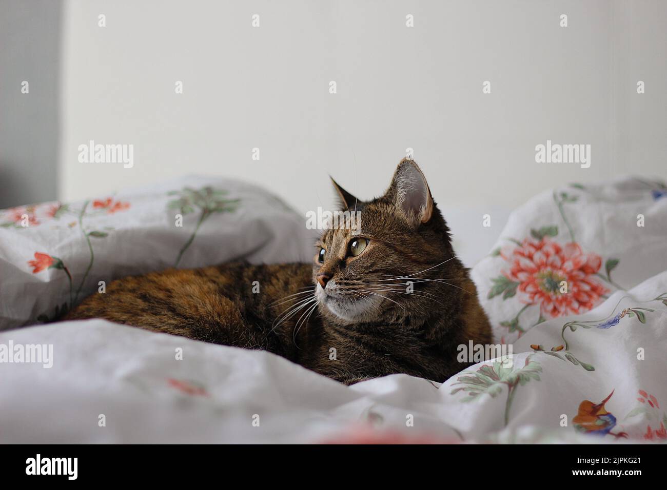 Katze auf einer Decke mit Blumen Stockfoto