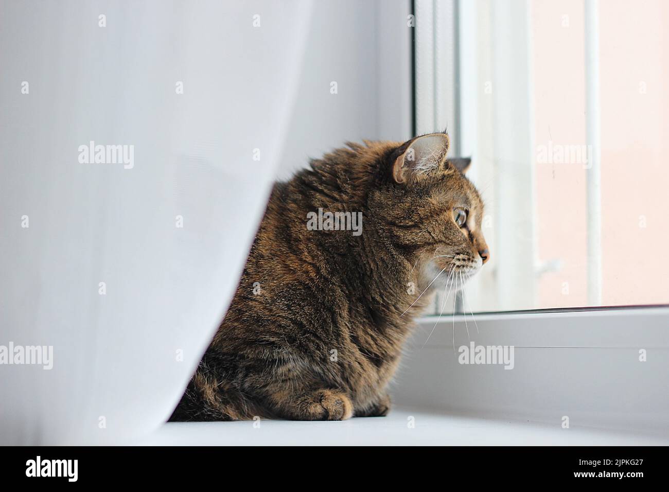 Katze sah etwas vor dem Fenster Stockfoto