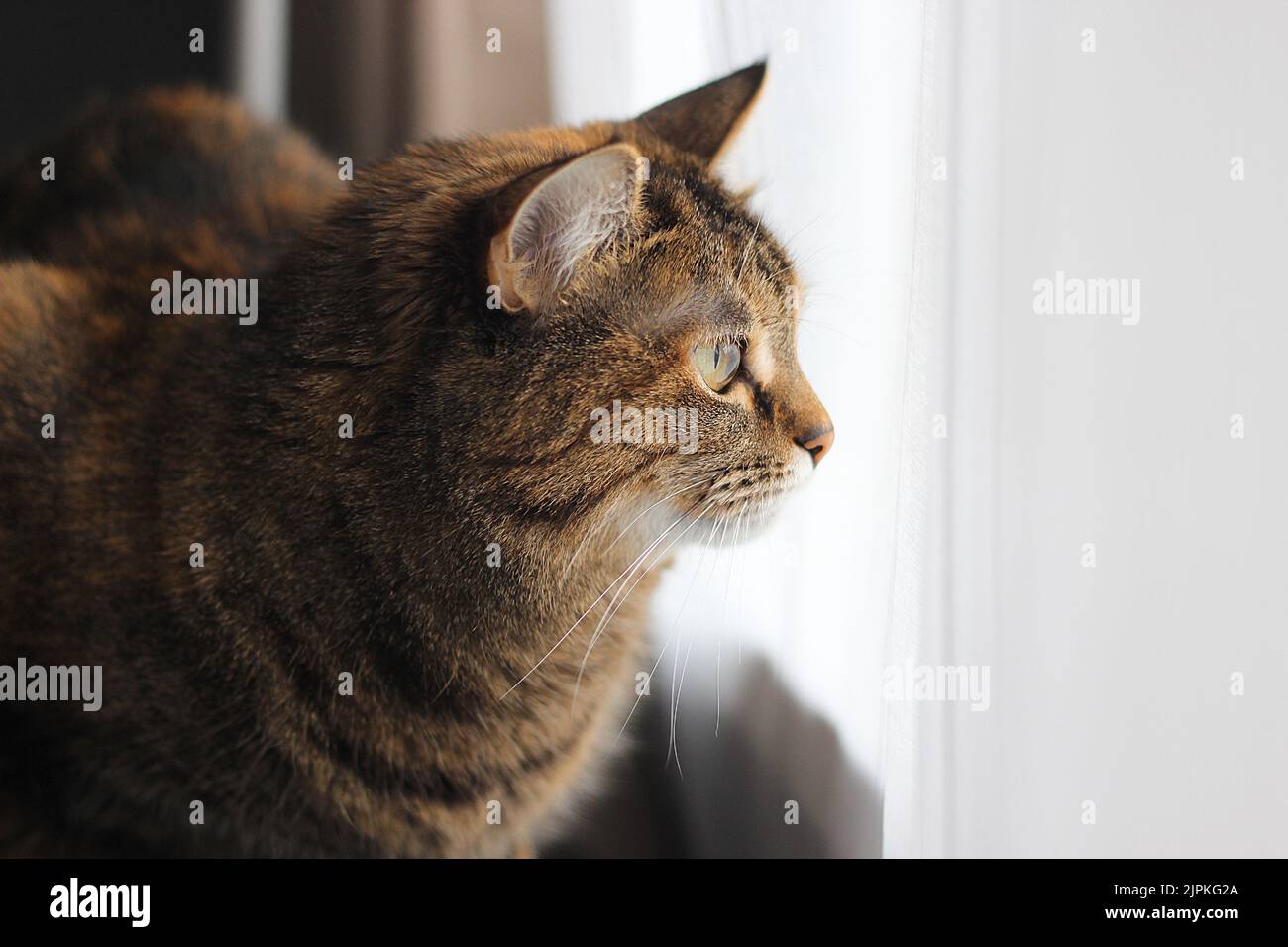 Katze sitzt am Fenster und schaut nach vorne Stockfoto