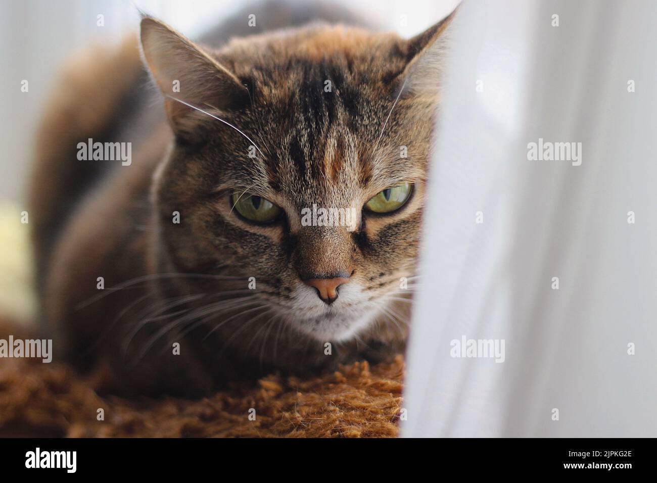 Porträt einer mürrischen braunen Katze Stockfoto