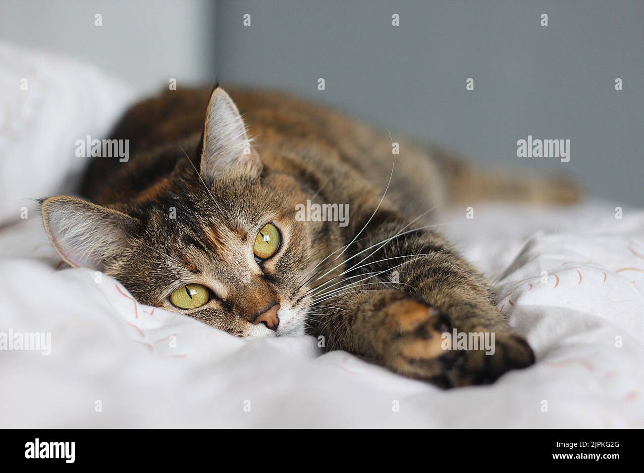 Porträt einer braunen Katze auf dem Bett Stockfoto