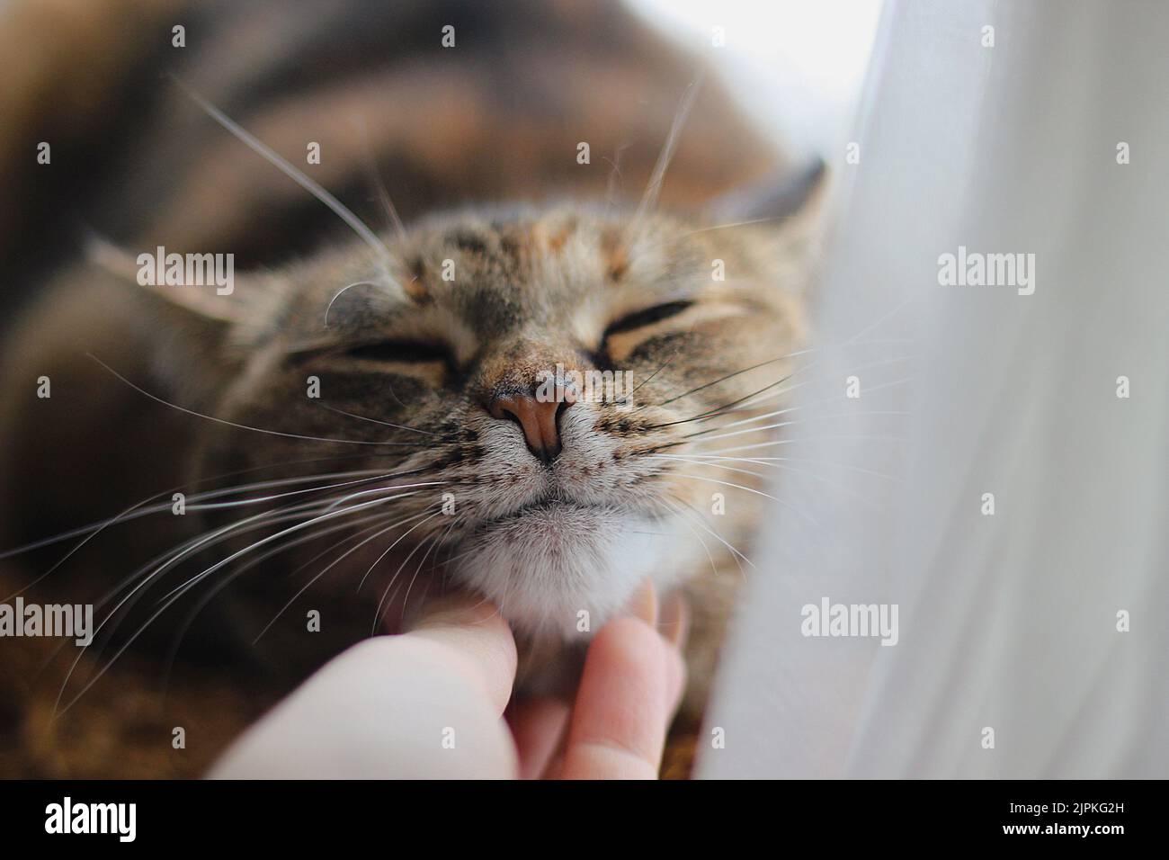 Braune Katze liebt Nackenkratzer Stockfoto