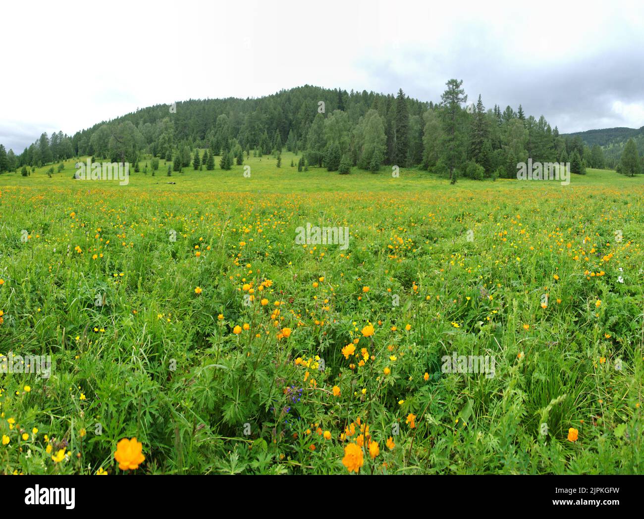 Altai Bergwiesen sind berühmt für ihre üppige Vegetation und die Fülle an Honigpflanzen. Im Vordergrund blühende sibirische Globeflower (Trollius A Stockfoto