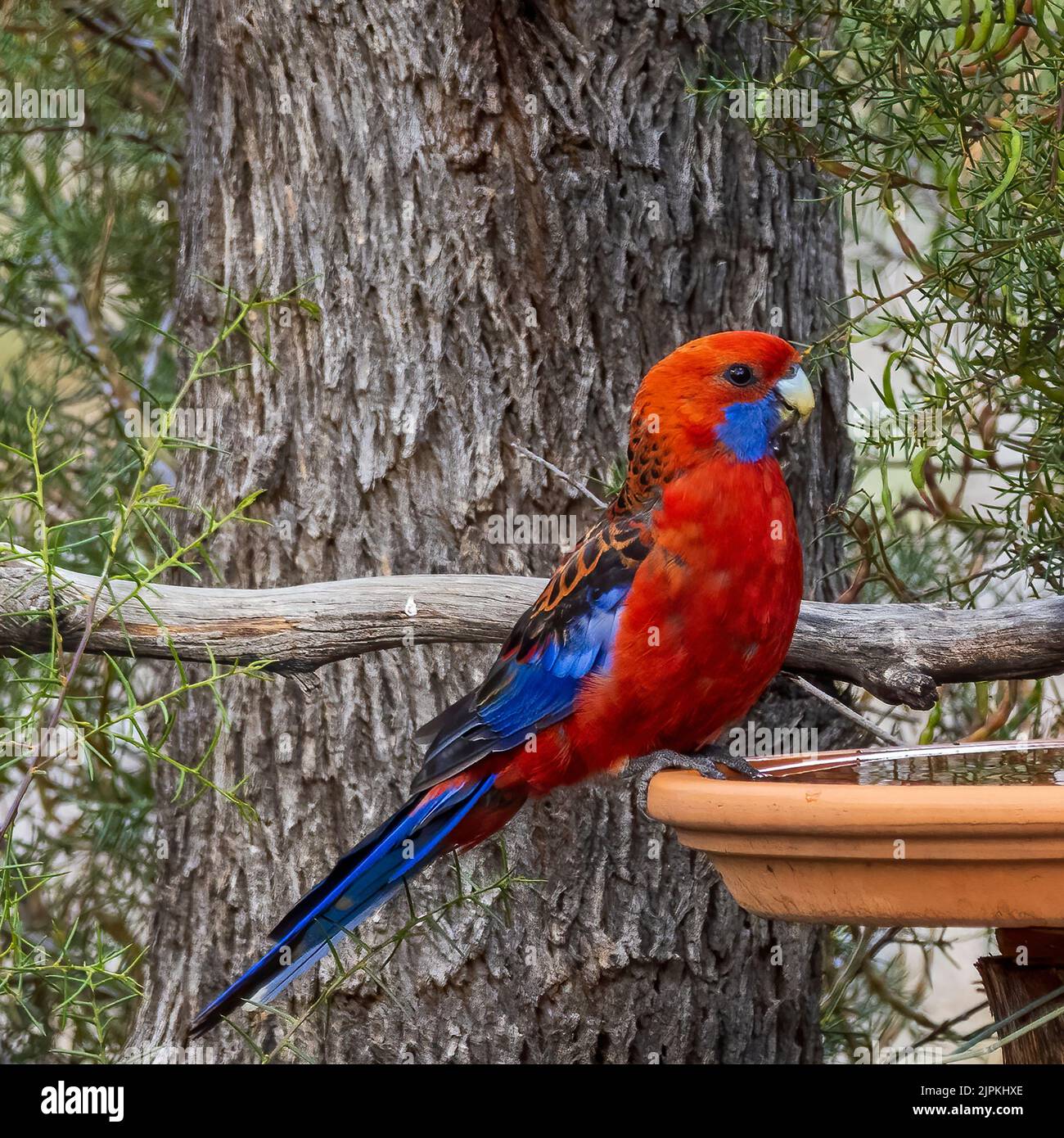 Ein erwachsener Crimson Rosella (Platycercus elegans) bei einem Vogelbad Stockfoto