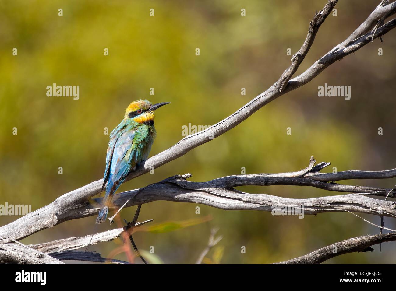 Ein auffälliger, farbenfroher, mittelgroßer Vogel mit einem langen, schlanken, geschwungenen Schnabel und einem langen Schwanz mit markanten Schwanzstreamern, bekannt als Regenbogen-Bienenfresser Stockfoto