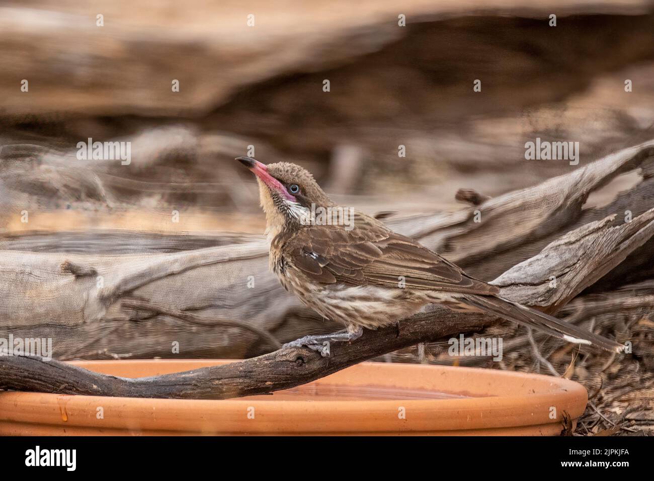 Der Stachelwabenwabenfresser (Acanthagenys rufogularis) ist ein großer, zimtfarbener Honigfresser mit dunkelrosa Schnabel Stockfoto