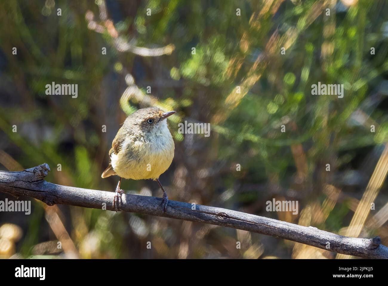 Der Buff-rumped Thornbill (Acanthiza reguloides) ist ein kleiner Vogel mit dünnem Spitzschnabel Stockfoto