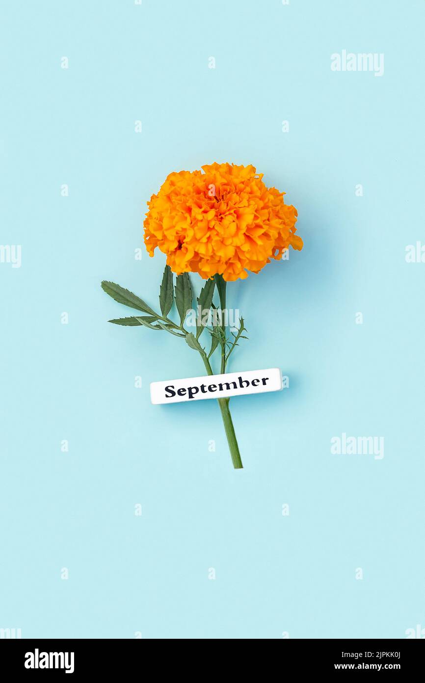Kalender Herbst Monat September und orange Blume auf blauem Hintergrund. Draufsicht Flat Lay. Minimalkonzept Hallo Herbst. Grußkarte. Stockfoto