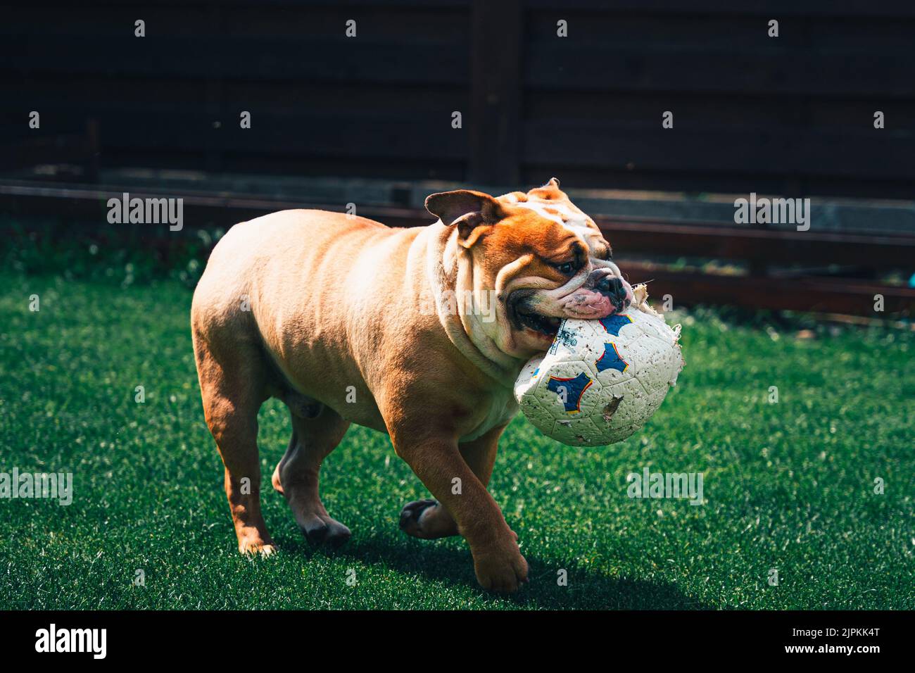 Eine braune Bulldogge, die einen Ball auf einem grünen Gras hält Stockfoto
