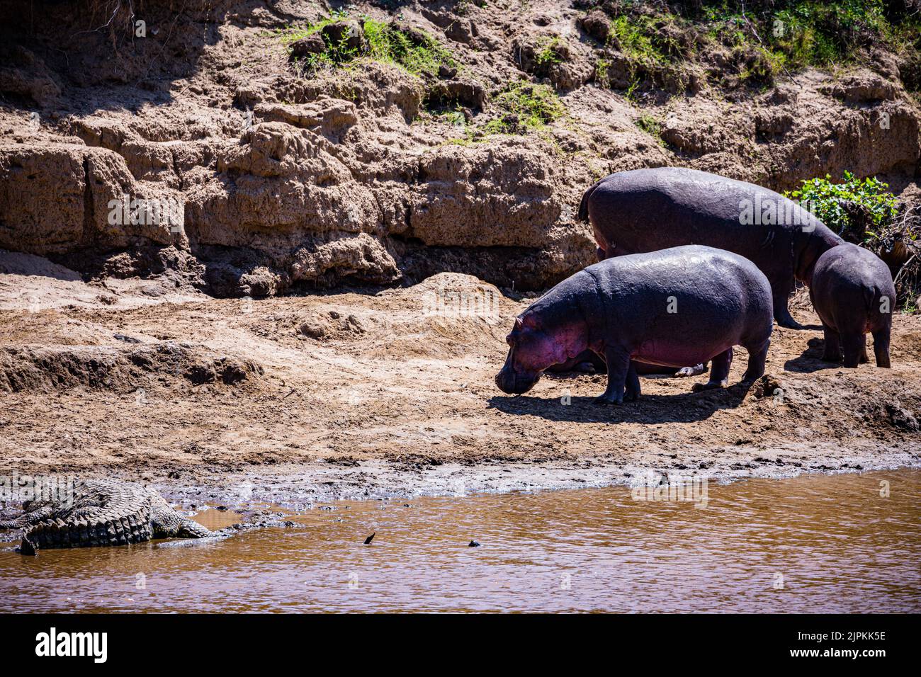 Der Nilpferd, der auch als Flusspferd, Nilpferd und Flusspferd bezeichnet wird, ist ein großes semiaquatisches Säugetier, das in Unterwassergebieten beheimatet ist. Stockfoto