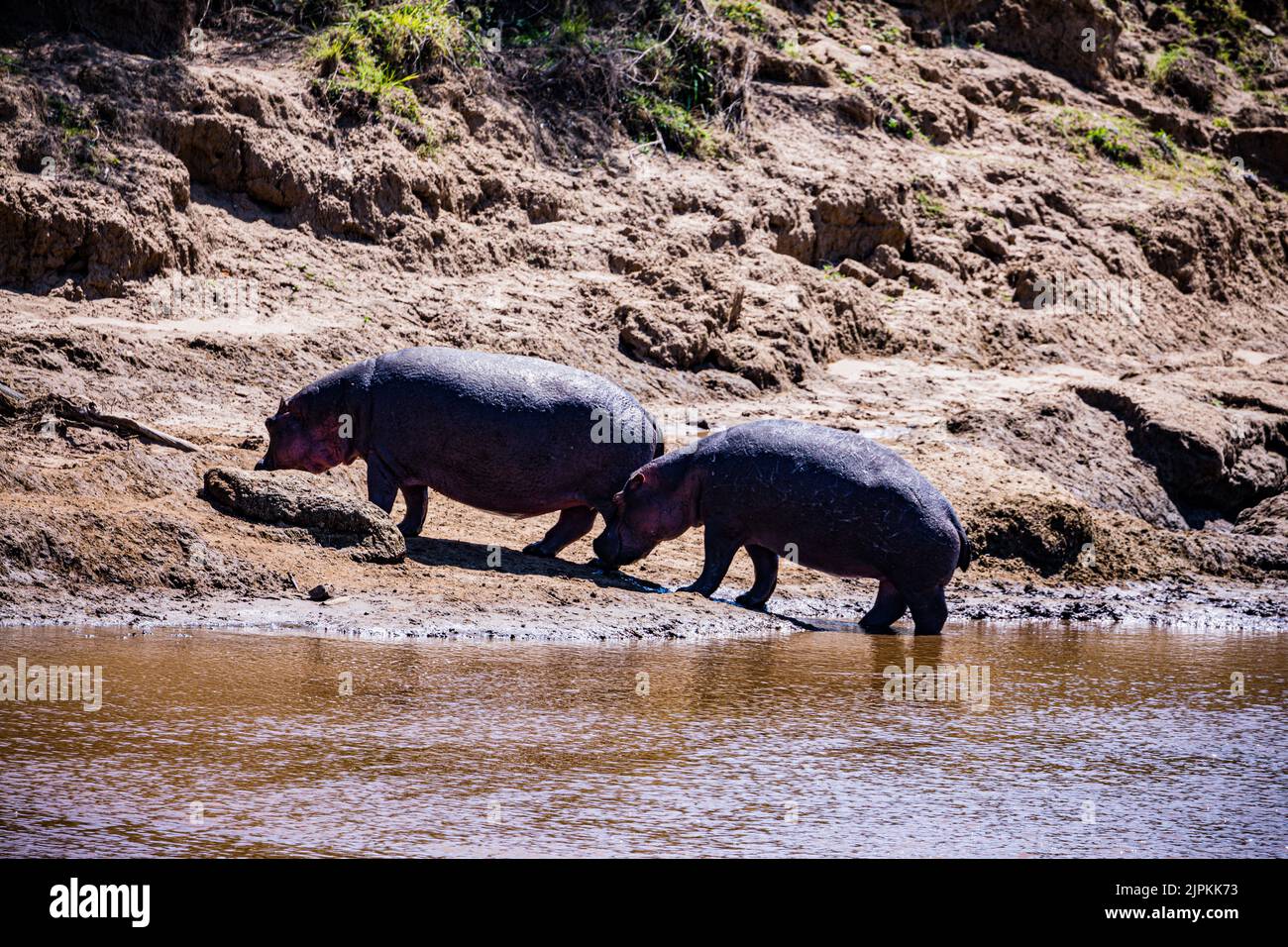 Der Nilpferd, der auch als Flusspferd, Nilpferd und Flusspferd bezeichnet wird, ist ein großes semiaquatisches Säugetier, das in Unterwassergebieten beheimatet ist. Stockfoto