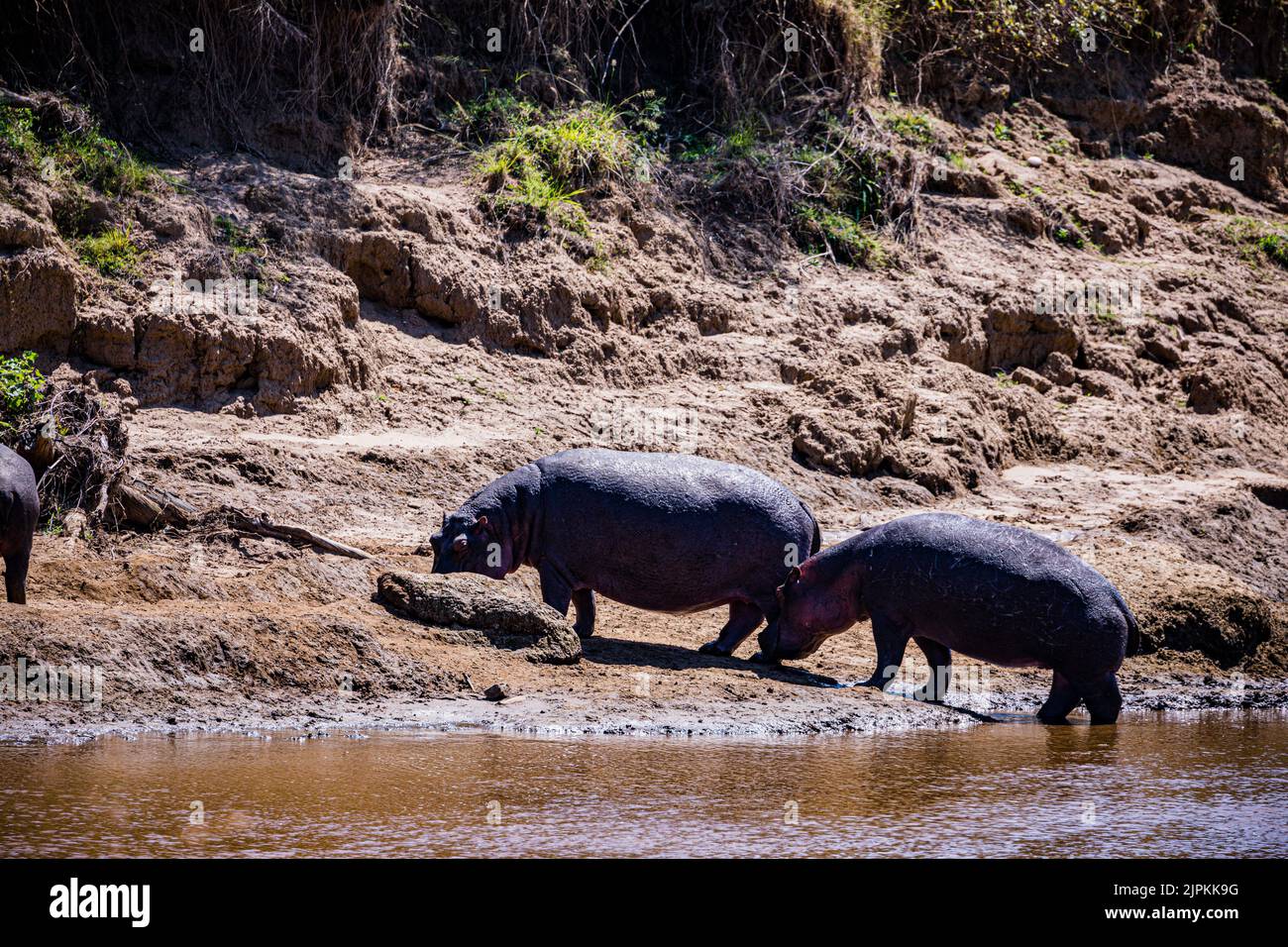 Der Nilpferd, der auch als Flusspferd, Nilpferd und Flusspferd bezeichnet wird, ist ein großes semiaquatisches Säugetier, das in Unterwassergebieten beheimatet ist. Stockfoto