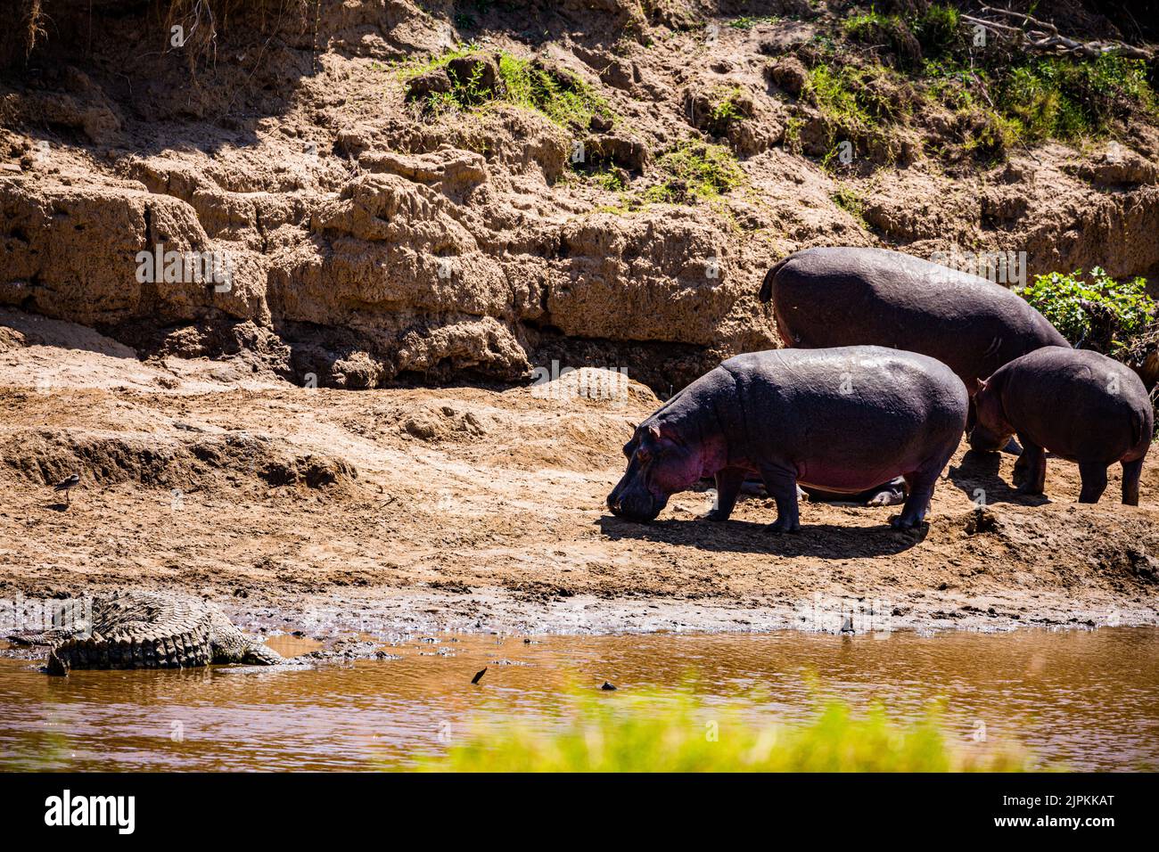 Der Nilpferd, der auch als Flusspferd, Nilpferd und Flusspferd bezeichnet wird, ist ein großes semiaquatisches Säugetier, das in Unterwassergebieten beheimatet ist. Stockfoto