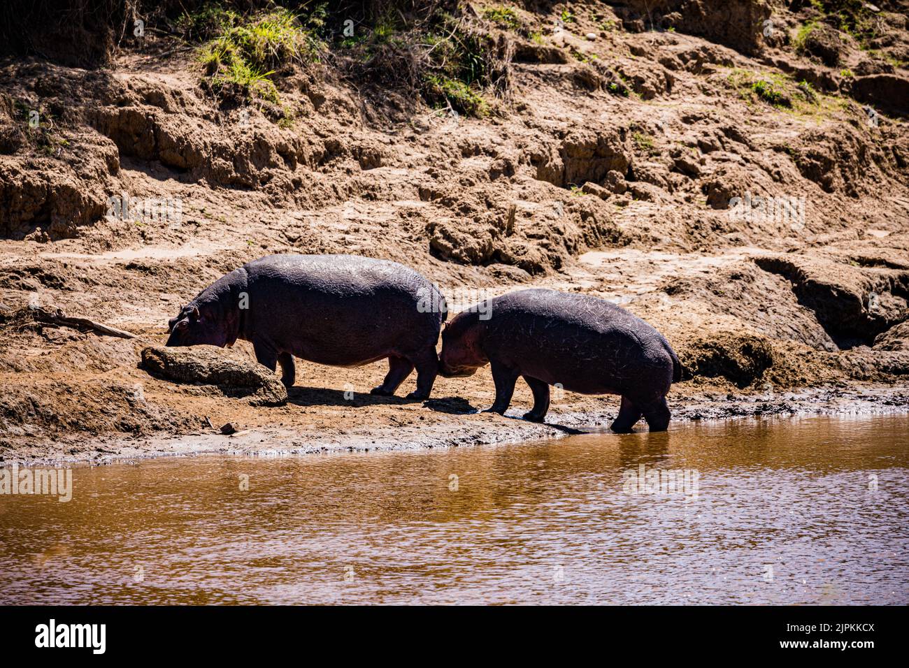 Der Nilpferd, der auch als Flusspferd, Nilpferd und Flusspferd bezeichnet wird, ist ein großes semiaquatisches Säugetier, das in Unterwassergebieten beheimatet ist. Stockfoto