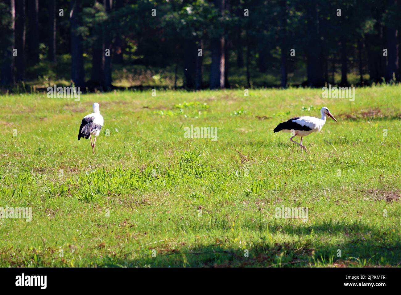 Die schöne Natur Lettlands. Stockfoto