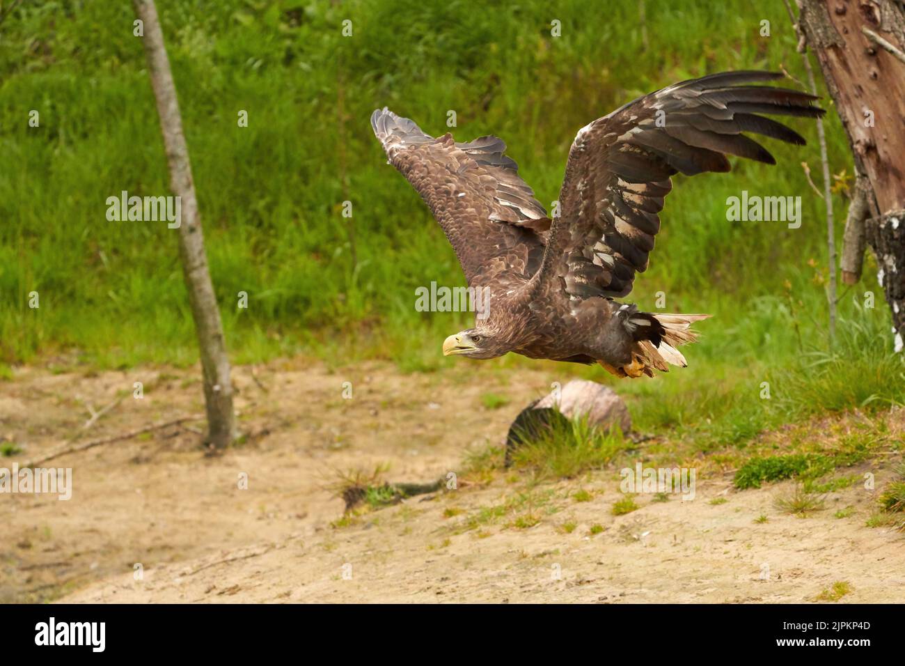 Ein jagdbarer Weißkopfseeadler gleitet mühelos durch die Luft, während er mit ausgestreckten Flügeln knapp über der Wasseroberfläche fliegt. See, Beute, Grün, Bäume Stockfoto