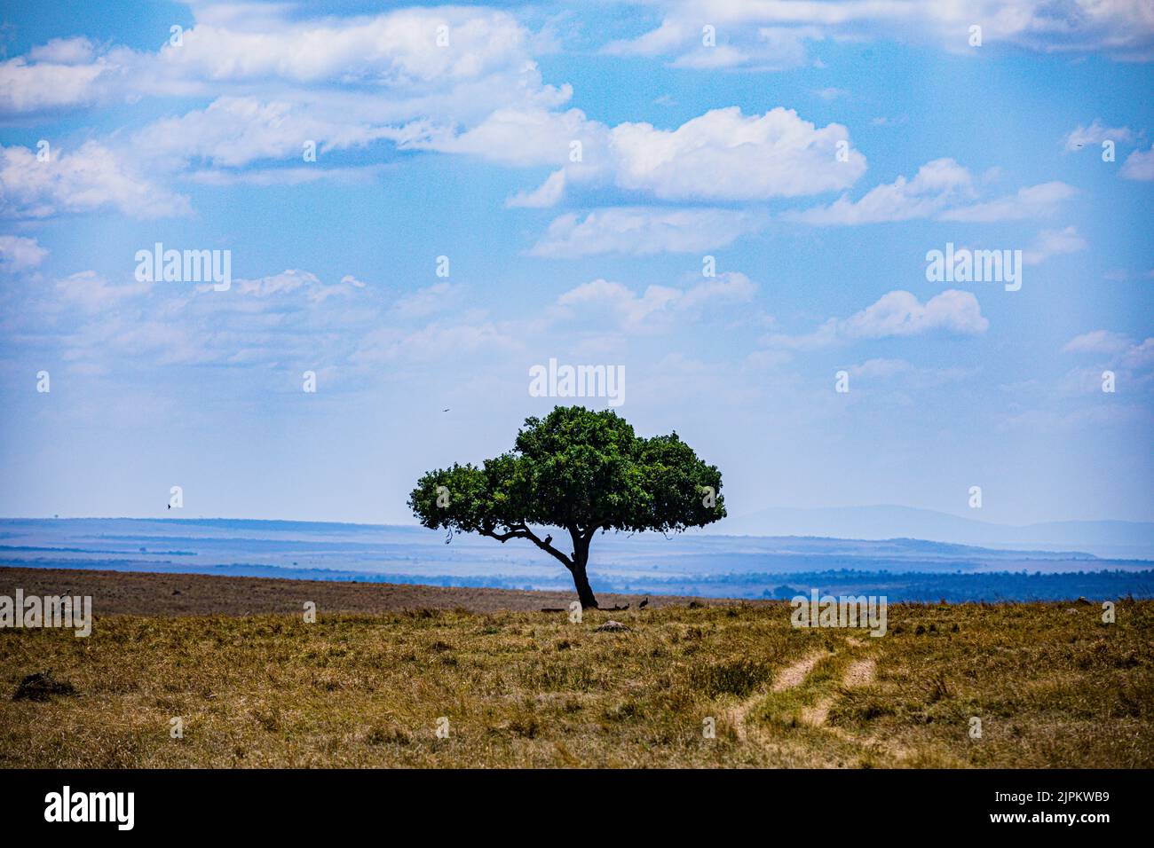 Maasai Mara National Game Reserve Park Narok County Kenia Ostafrikanische Landschaften Panoramablick Auf Savannah Grasland Great Rift Valley Stockfoto