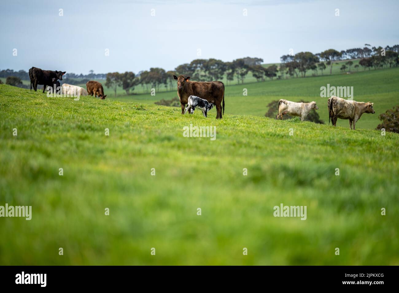 Rinder und Kühe in Australi Stockfoto