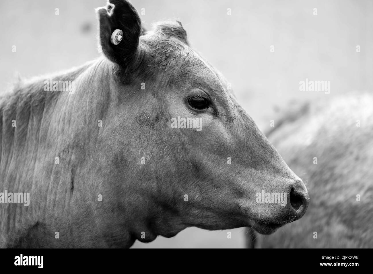 Rinder und Kühe in Australi Stockfoto
