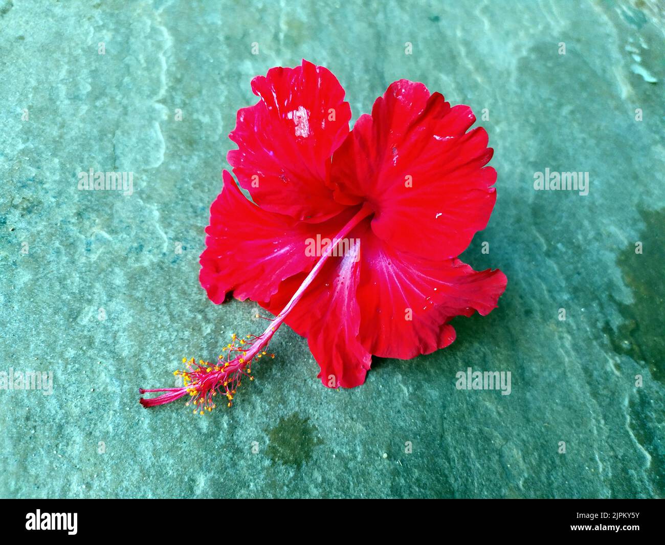 Eine rote Blume auf einem steinernen Hintergrund Stockfoto