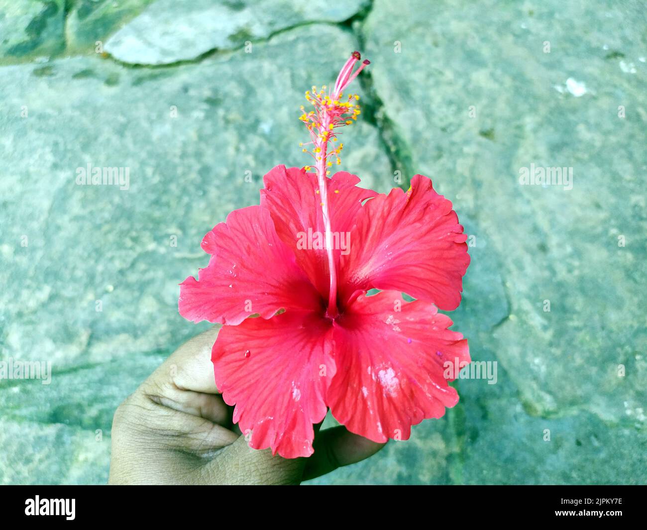 Eine rote Blume auf einem steinernen Hintergrund Stockfoto