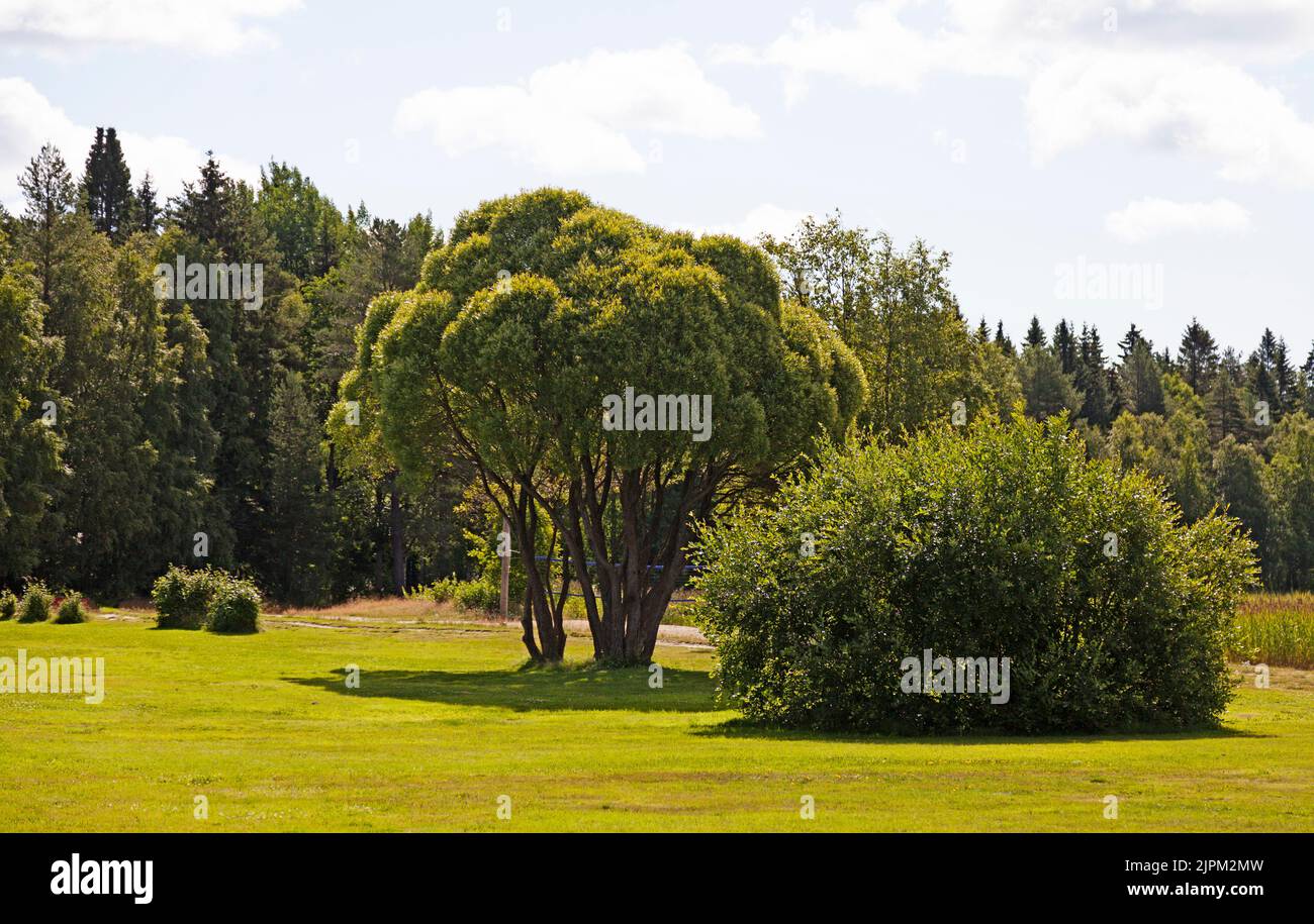 Schöne Sommerlandschaft in der Nähe des Nydala Sees Stockfoto