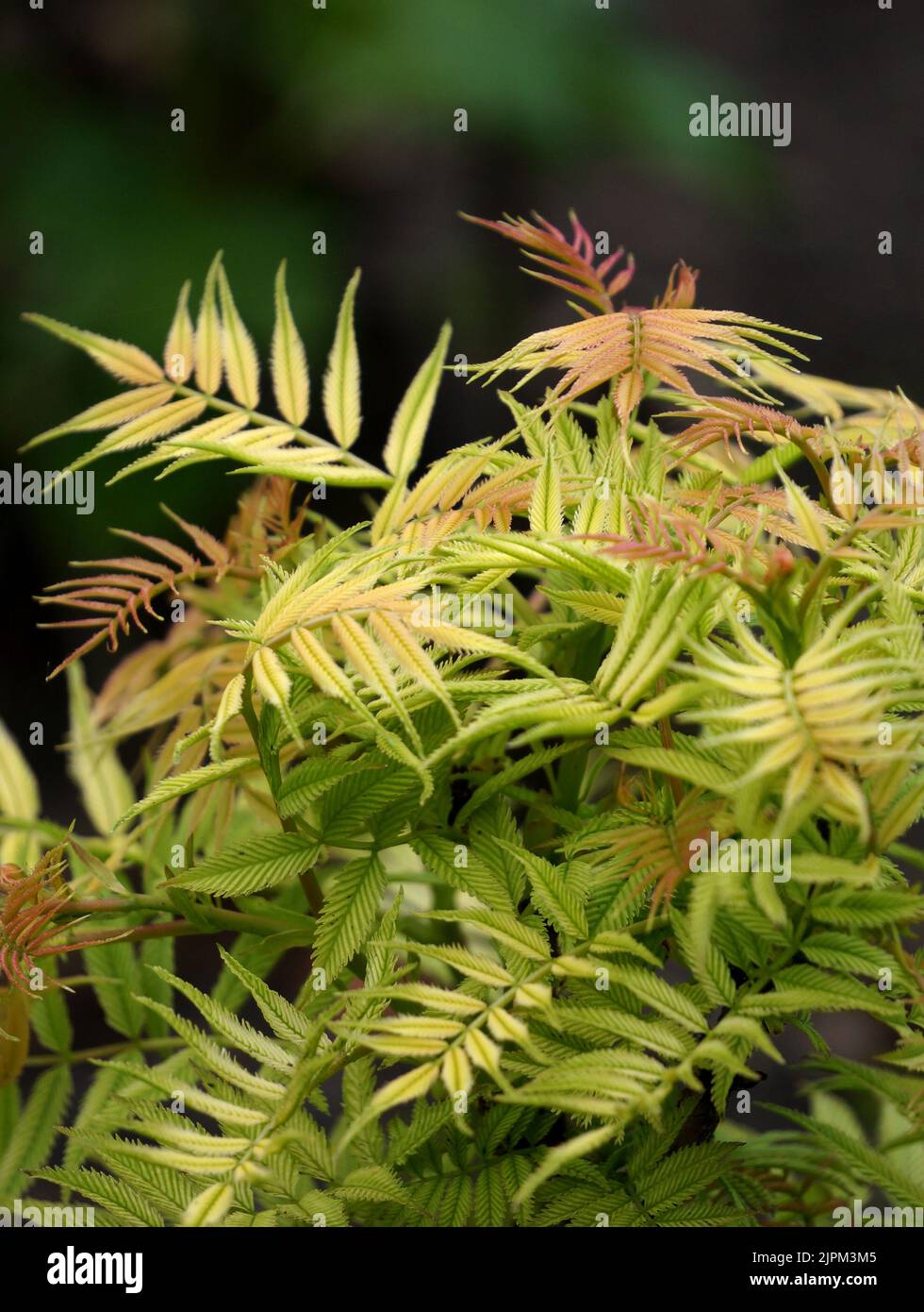 Sorbaria Sorbifolia "Sem" Stockfoto