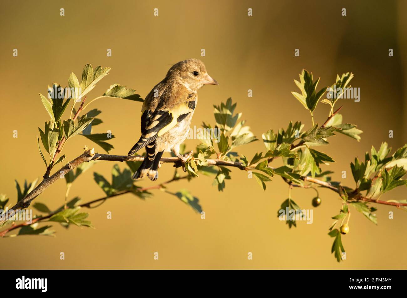 Junger europäischer Goldfink auf einem Ast in einem mediterranen Wald mit dem ersten Licht des Tages Stockfoto