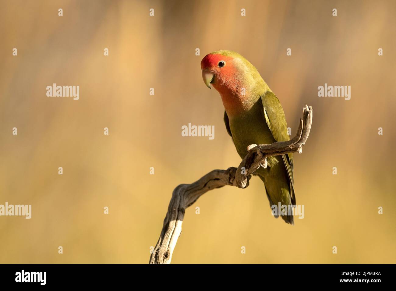 Rosig gesichtiger Rotkehlchen auf einem natürlichen Barsch in der Nähe eines Wasserpunktes im frühen Morgenlicht Stockfoto