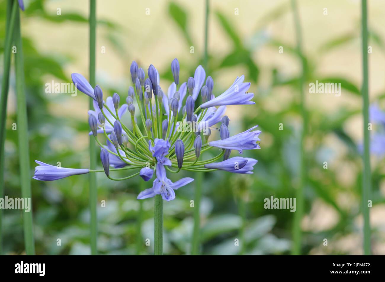 Agapanthus campanulatus, Blautöne und Flieder Stockfoto
