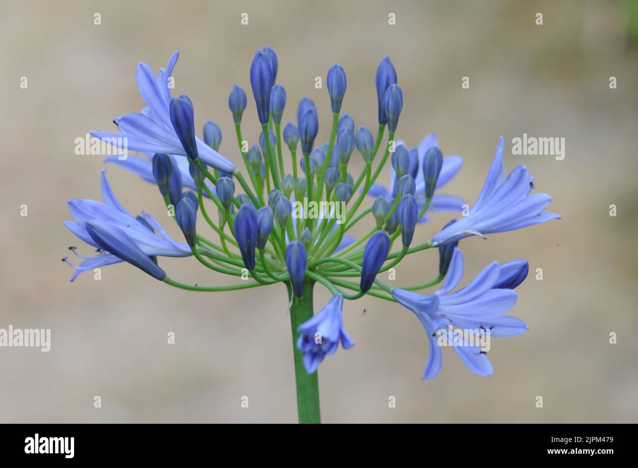 Agapanthus campanulatus, Blautöne und Flieder Stockfoto