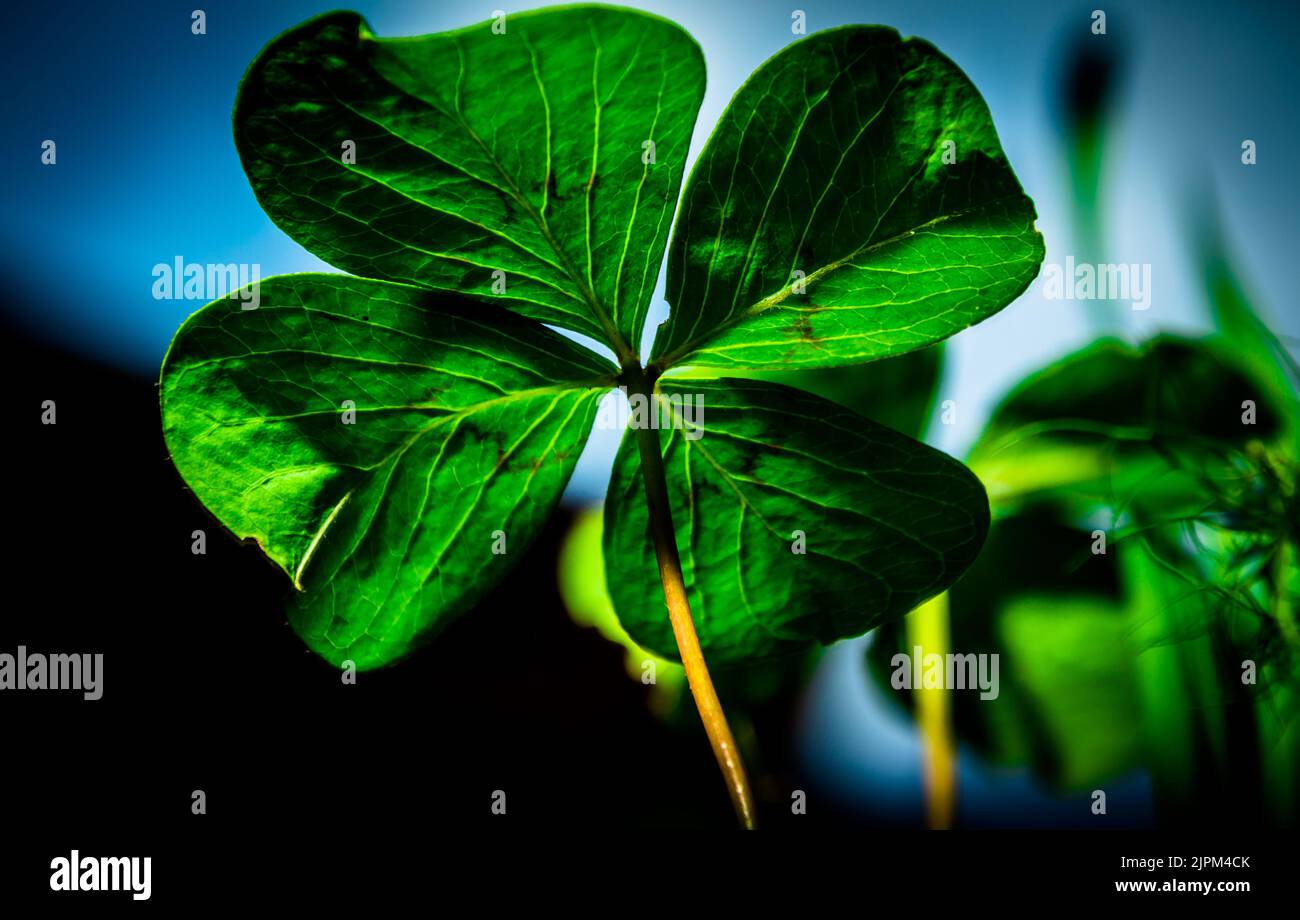 Kleeblatt mit vier Blättern in der Nähe Stockfoto