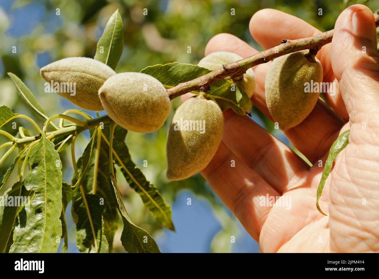 Mandeln prüfen. Stockfoto