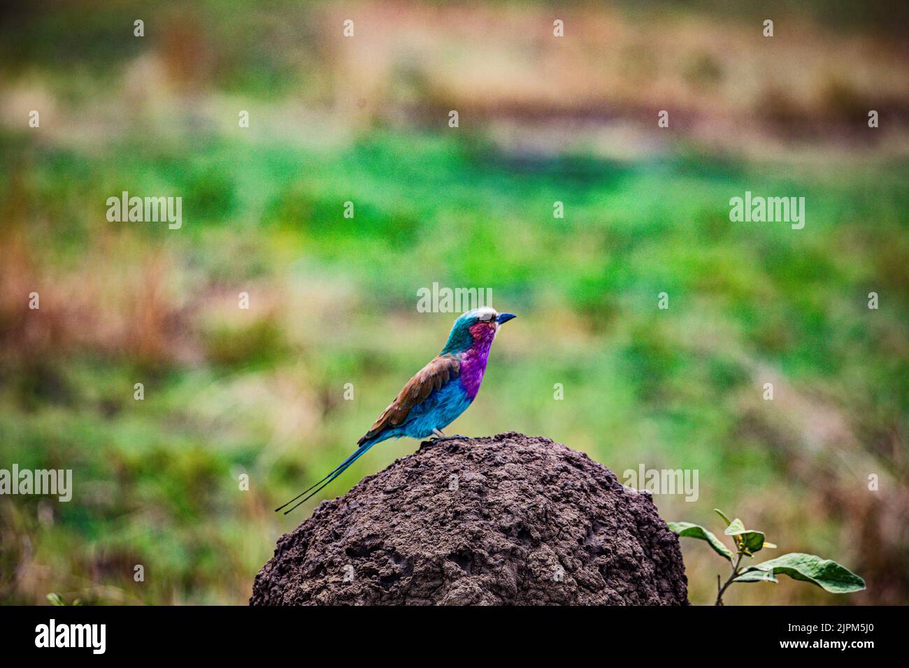 Der lilafarbene Roller ist ein afrikanischer Vogel aus der Familie der Roller Coraciidae. Sie ist in Süd- und Ostafrika weit verbreitet und ist ein vagra Stockfoto
