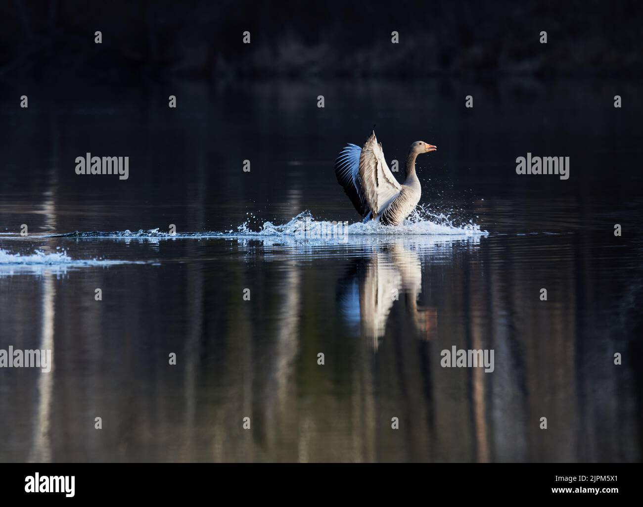 Eine graue Gans schwimmt im Wasser und lässt Wasser sprühen Stockfoto
