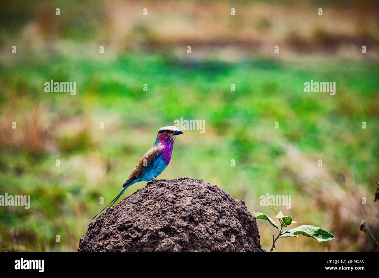 Der lilafarbene Roller ist ein afrikanischer Vogel aus der Familie der Roller Coraciidae. Sie ist in Süd- und Ostafrika weit verbreitet und ist ein vagra Stockfoto