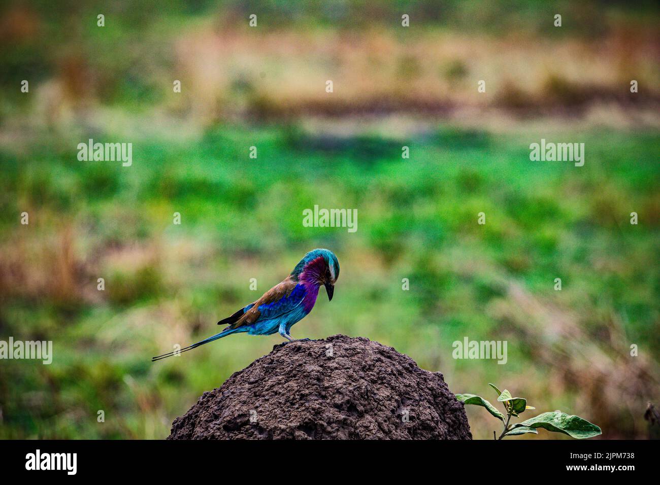 Der lilafarbene Roller ist ein afrikanischer Vogel aus der Familie der Roller Coraciidae. Sie ist in Süd- und Ostafrika weit verbreitet und ist ein vagra Stockfoto