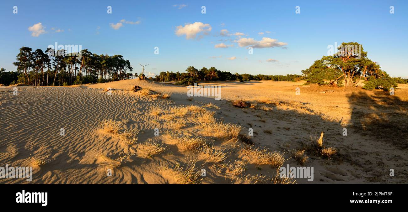 Windmuster in Sanddünen mit Abendlicht und langen Schatten Stockfoto