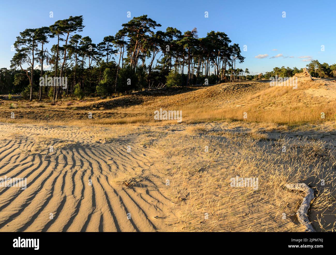 Windmuster in Sanddünen mit Abendlicht und langen Schatten Stockfoto