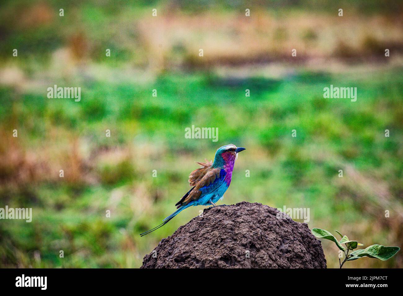 Der lilafarbene Roller ist ein afrikanischer Vogel aus der Familie der Roller Coraciidae. Sie ist in Süd- und Ostafrika weit verbreitet und ist ein vagra Stockfoto