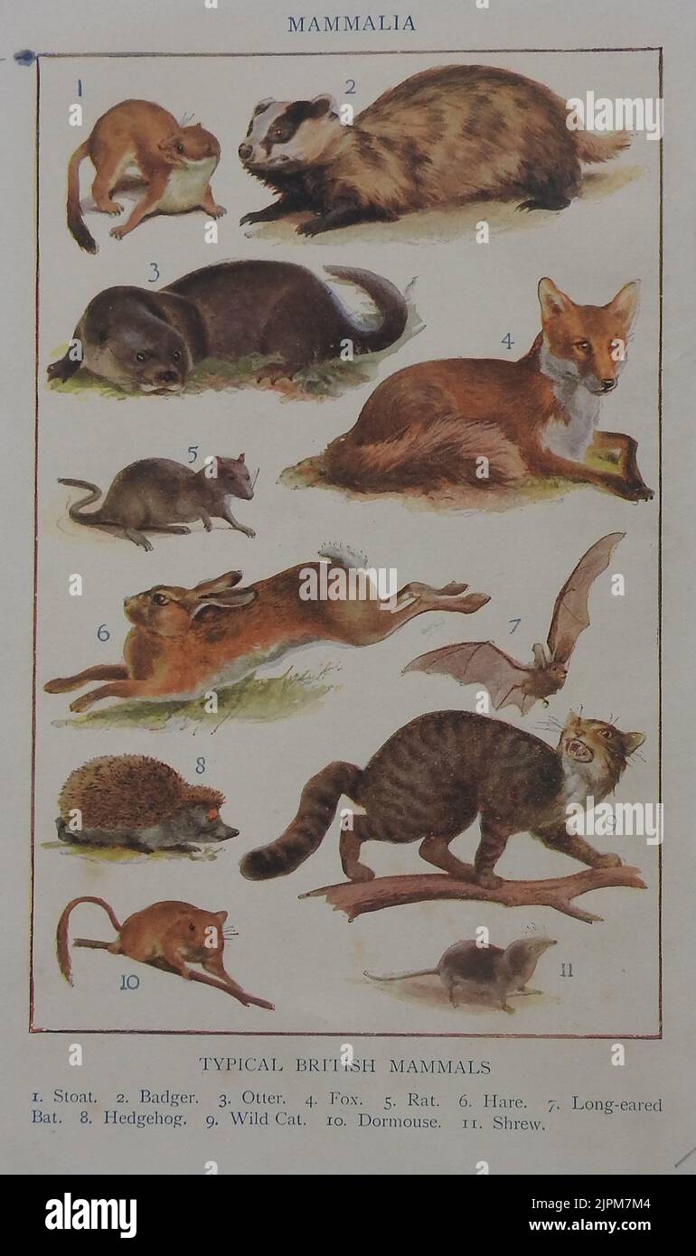 Eine frühe farbige Identifikationskarte, die verschiedene Arten britischer Säugetiere zeigt Stockfoto