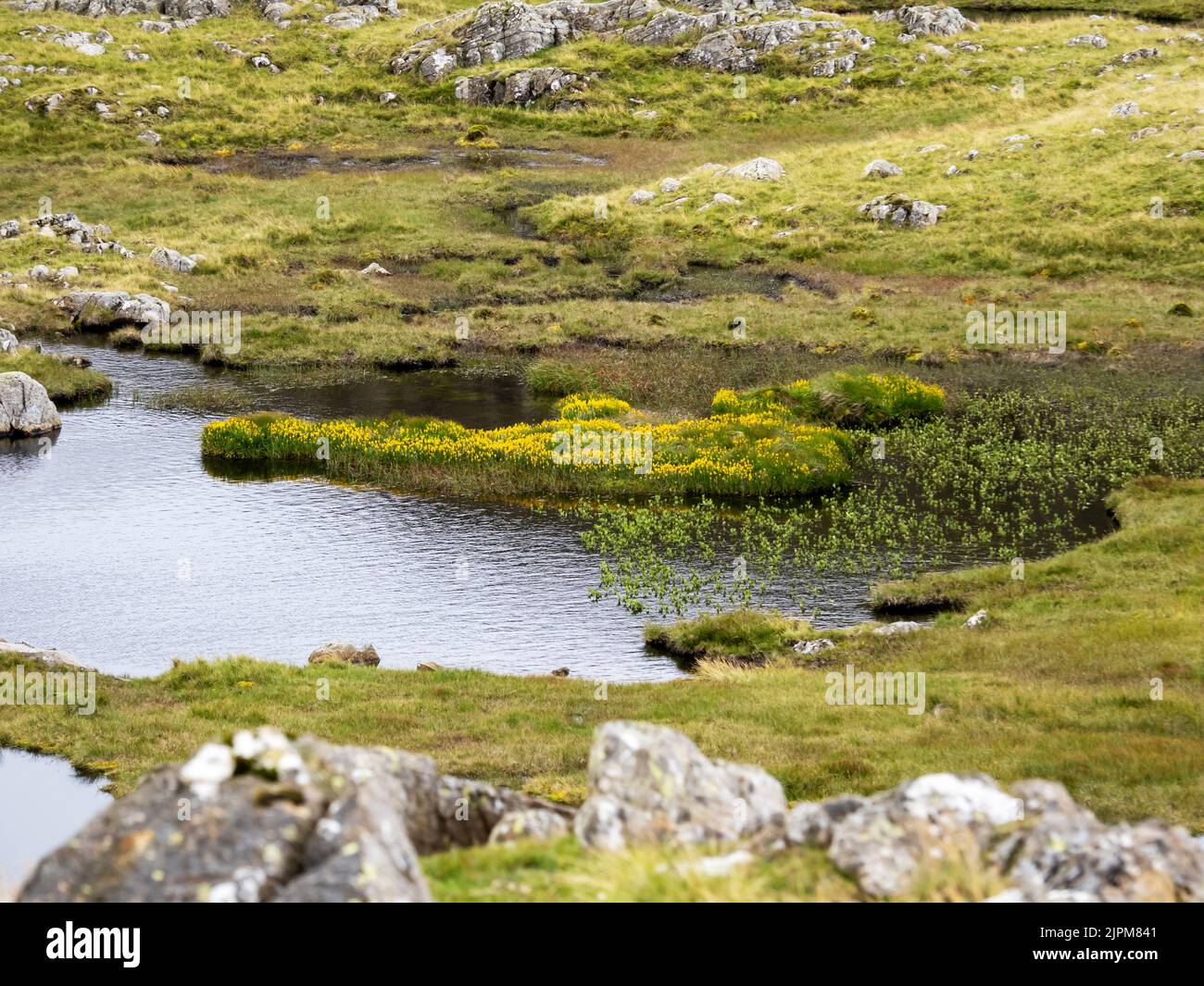 Moor Asphodel, Narthecium ossifragum wächst in einem tarn auf Glaramara, Lake District, Großbritannien. Stockfoto