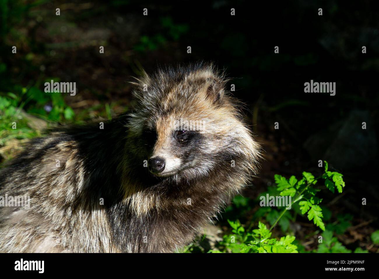 Nahaufnahme eines gemeinen Marderhundes (Nyctereutes procyonoides) Stockfoto