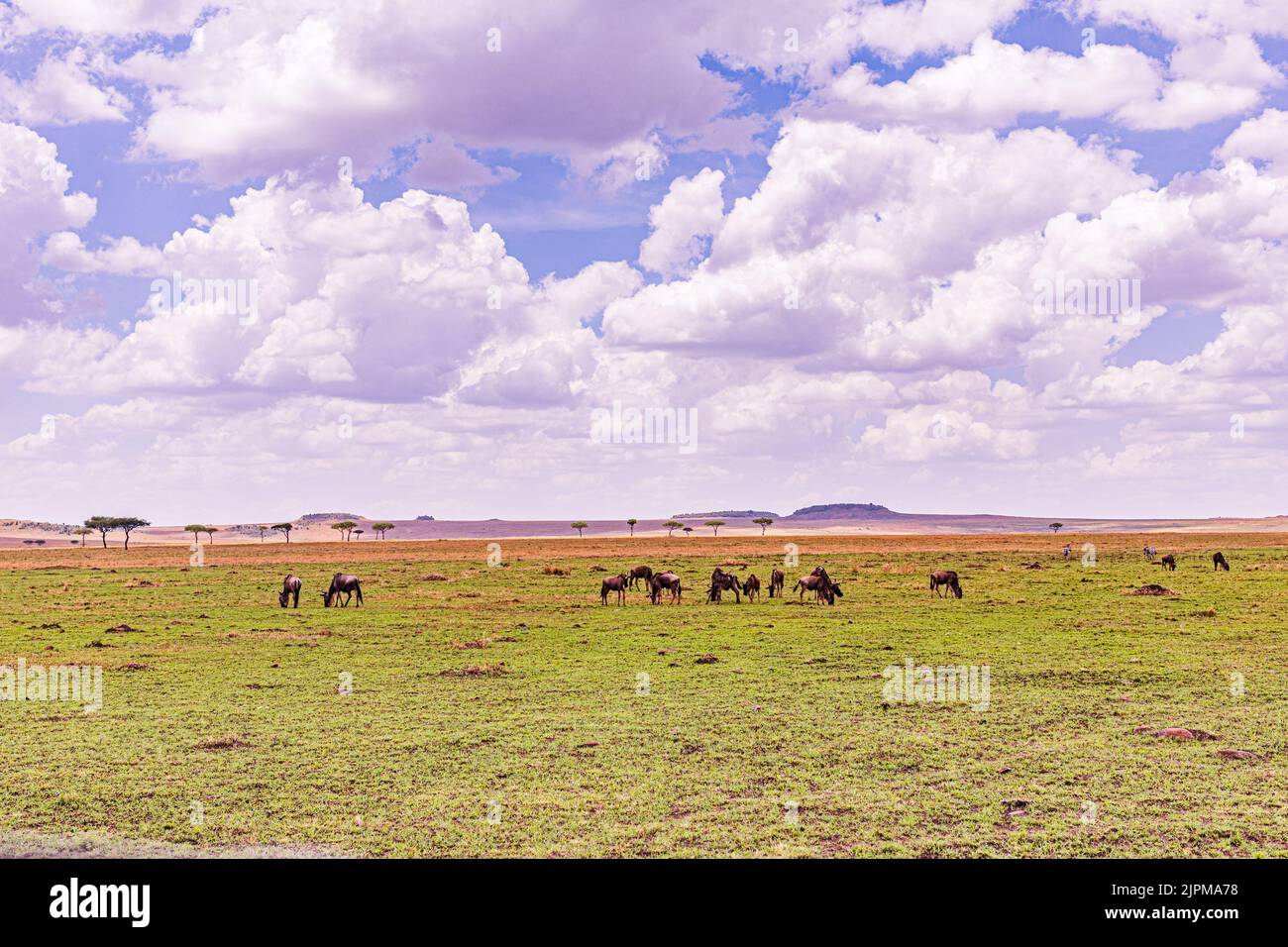 Kenianische Wildtiere Wildtiere Zebras Topi Impala Antilopen Zebras Gnus Migrationen Maasai Mara National Game Reserve Park Narok County Kenia East A Stockfoto