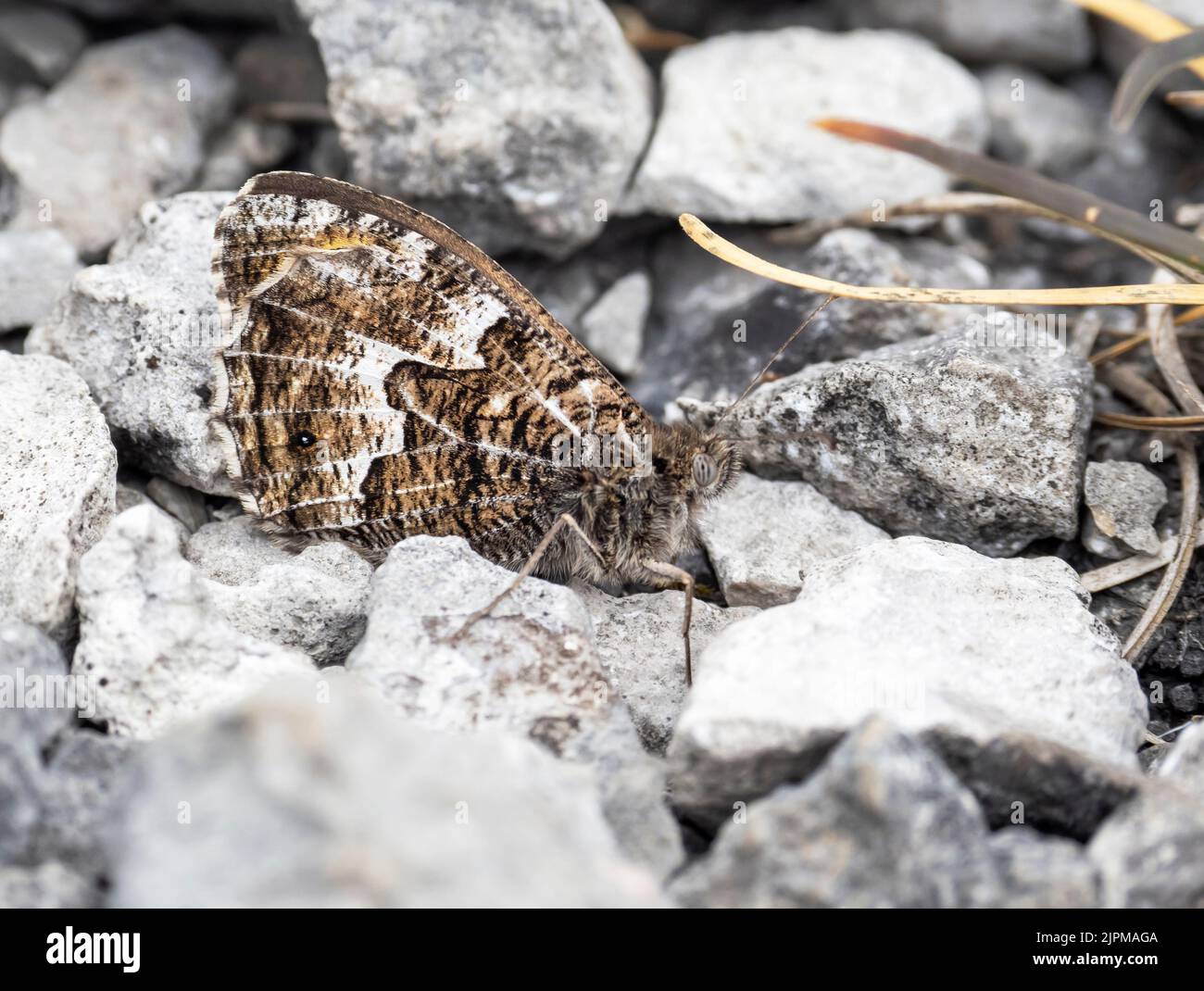 A Greyling, Hipparchia semele, auf Kalksteinpflaster auf Farleton Fell, Cumbria, Großbritannien. Stockfoto