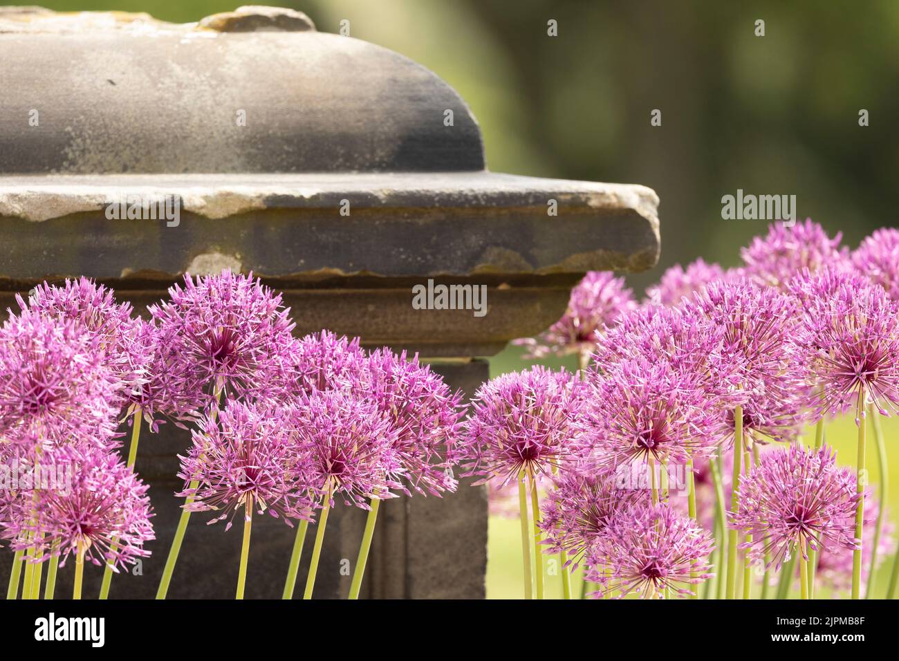Blühende Zierzwiebel (Allium rosenbachianum) in einem lokalen Park, der