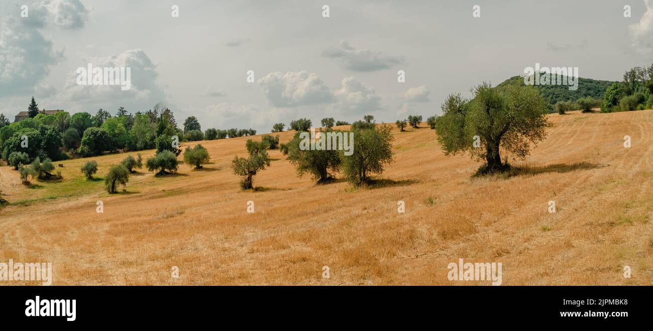 Geerntetes Weizenfeld mit Olivenbäumen. Provinz Terni, Umbrien, Italien Stockfoto