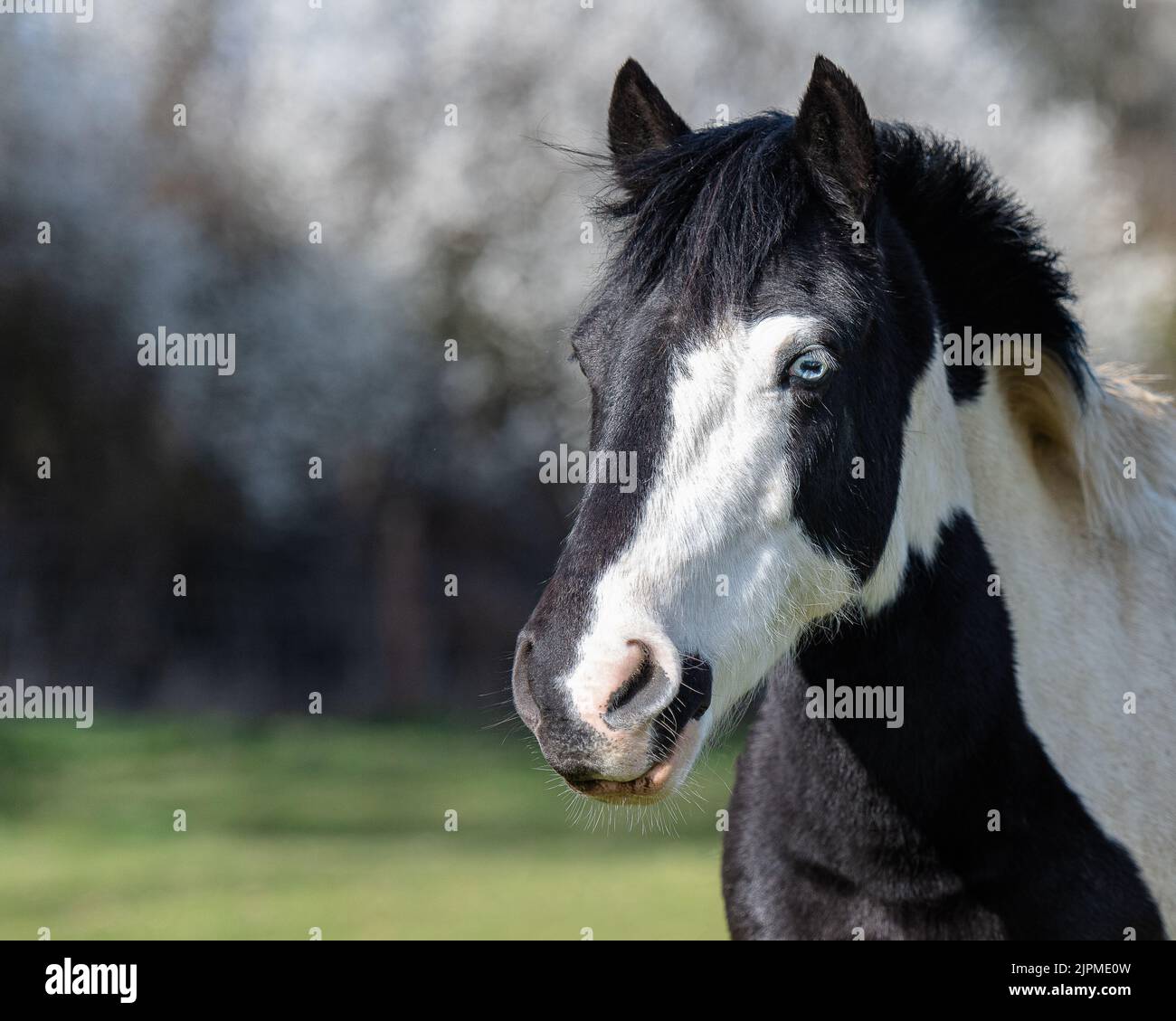 Piebalzen dartmoor-Pony Stockfoto