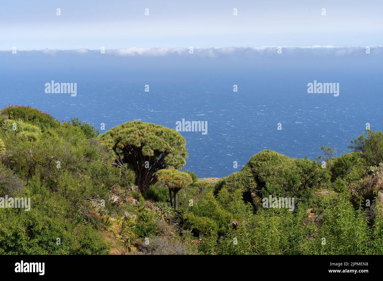 Eine Luftaufnahme eines schönen Waldes in der Nähe des Meeres in La Palma, Spanien Stockfoto