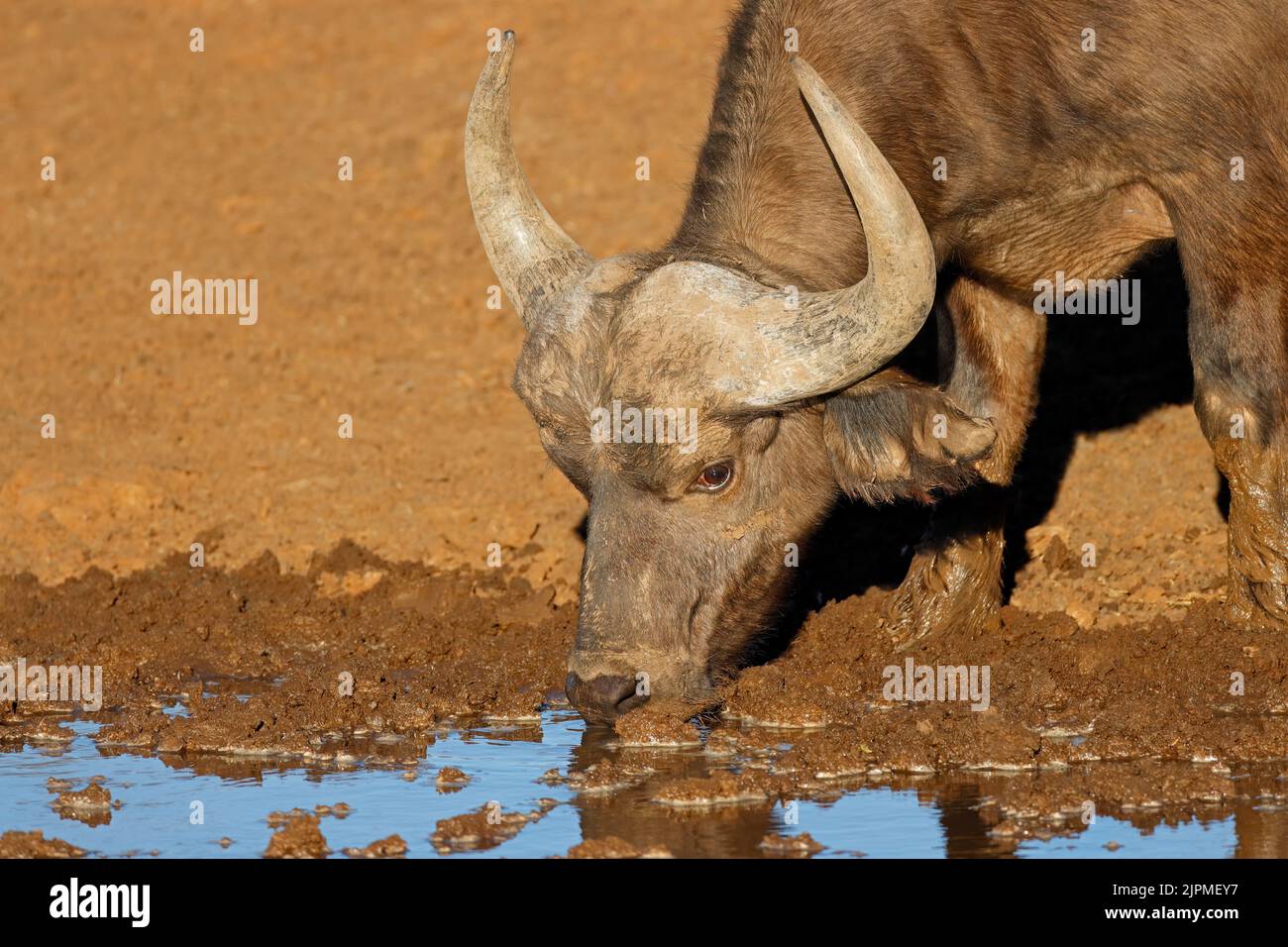 Porträt eines Afrikaners der Kapbüffel (Syncerus Caffer) mit Trinkwasser, Mokala-Nationalpark, Südafrika Stockfoto